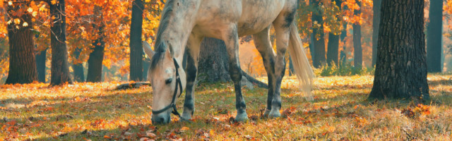 Horse grazing in the forest under trees with yellow and red leav Horse grazing in the forest under trees with yellow and red leaves, fall season theme 