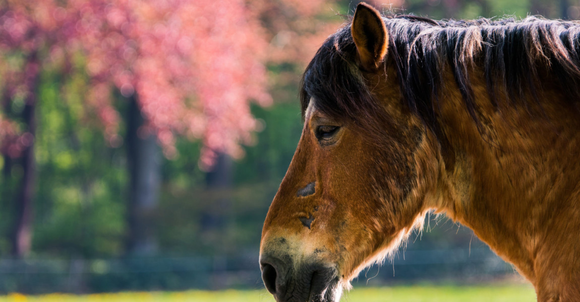 Old,Horse,With,Scars,In,A,Colourfull,Field old horse with scars in a colourfull field 