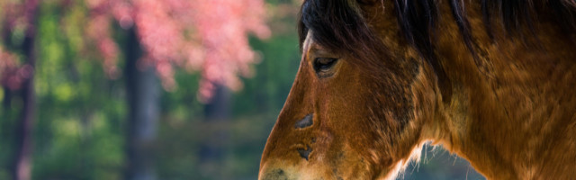 Old,Horse,With,Scars,In,A,Colourfull,Field old horse with scars in a colourfull field 