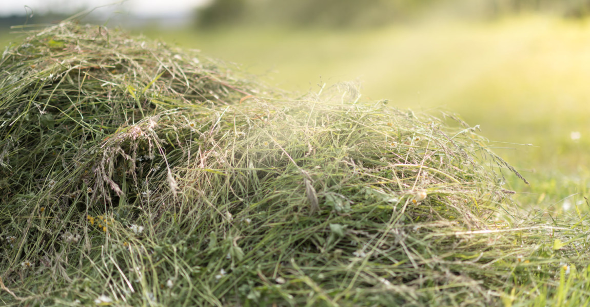 Mowed hay on the field. Mowed hay on the field 