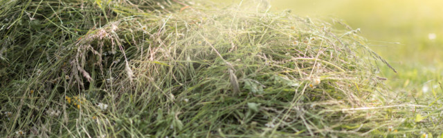 Mowed hay on the field. Mowed hay on the field 