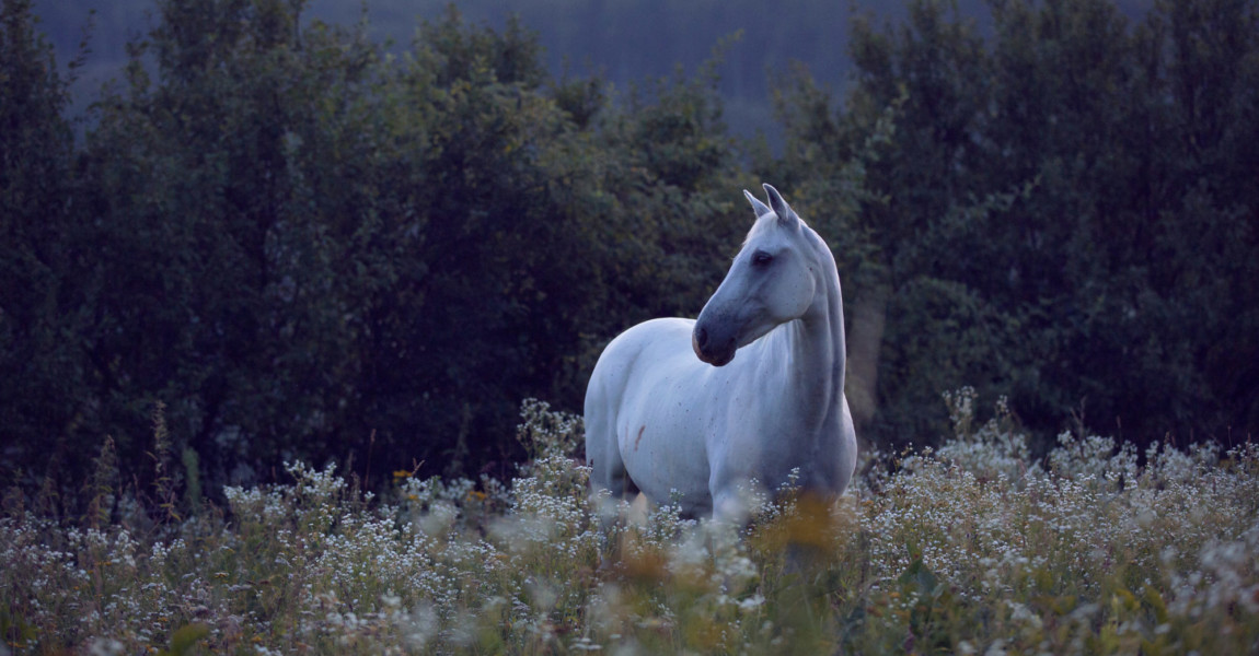 White,Horse,Pony,Standing,In,High,Grass,With,White,Camomile White horse pony standing in high grass with white camomile flowers before sunrise 