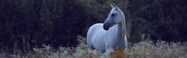 White,Horse,Pony,Standing,In,High,Grass,With,White,Camomile White horse pony standing in high grass with white camomile flowers before sunrise 