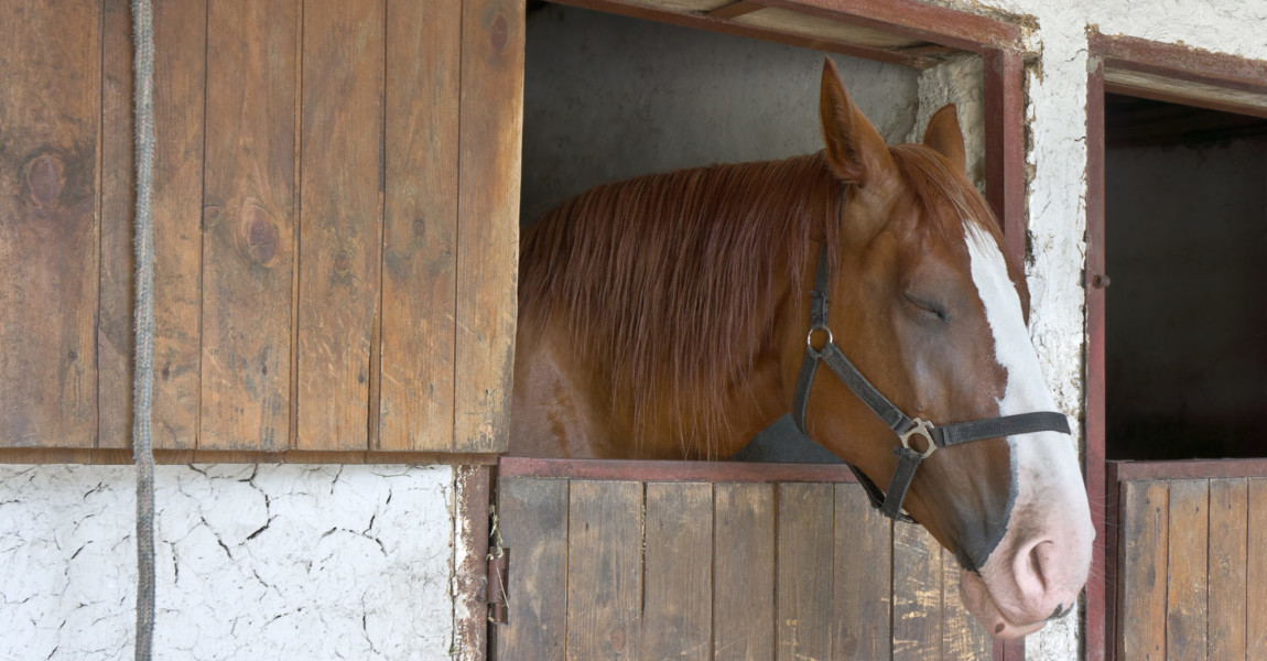 Sleeping,Horse,Stands,In,The,Stable Sleeping horse stands in the stable 