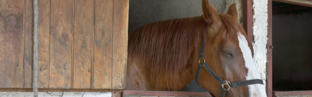 Sleeping,Horse,Stands,In,The,Stable Sleeping horse stands in the stable 