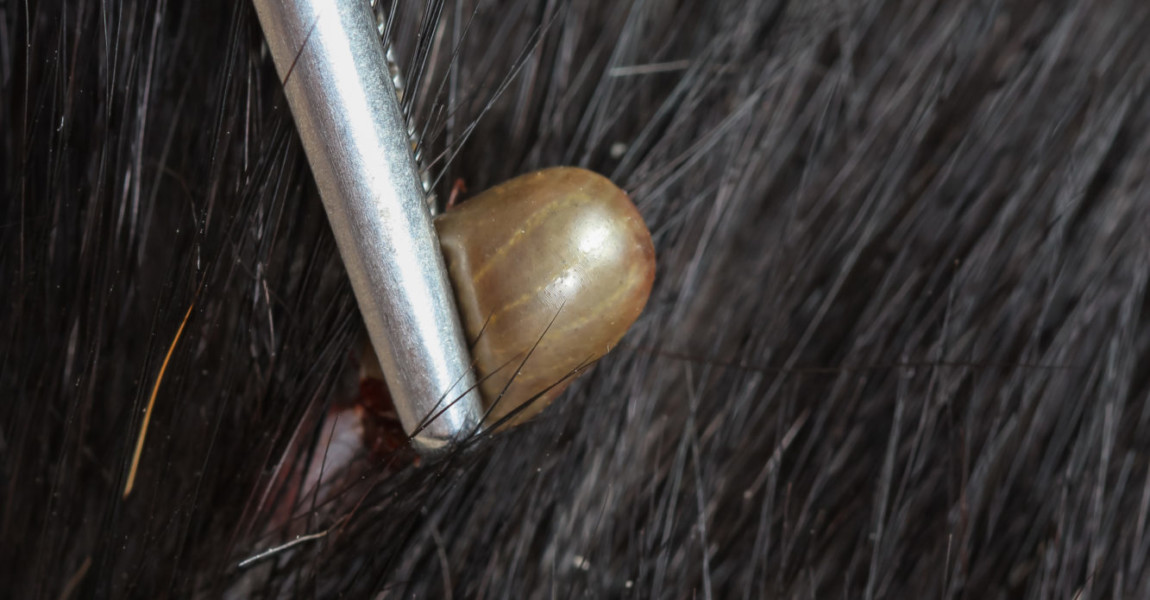 Closeup,Of,An,Adult,Tick,On,Dog,Fur closeup of an adult tick on dog fur 