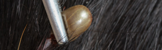 Closeup,Of,An,Adult,Tick,On,Dog,Fur closeup of an adult tick on dog fur 