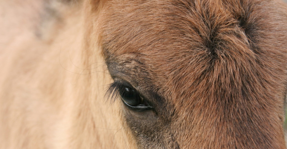 Islandpferd Fohlen Braunfalbe 