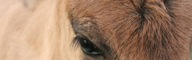 Islandpferd Fohlen Braunfalbe 