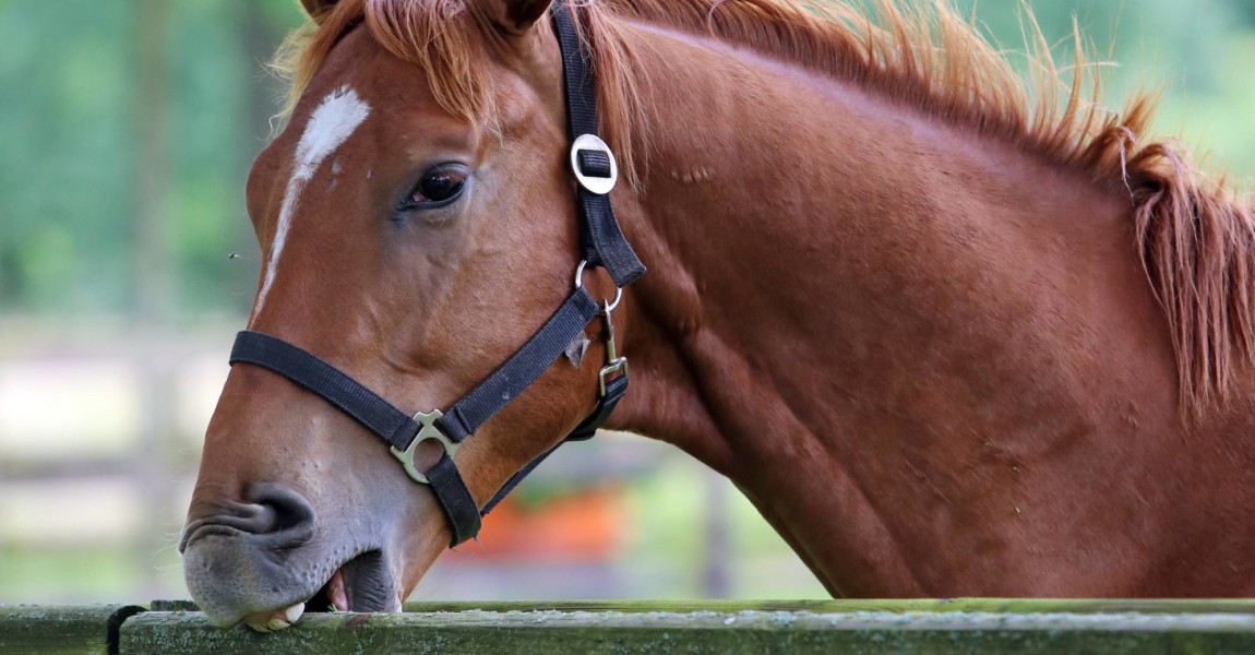 05 06 2014 Neuenhagen Brandenburg GER Pferd koppt an einem Holzzaun Pferd Koppen koppen ko 05.06.2014, Neuenhagen, Brandenburg, GER - Pferd koppt an einem Holzzaun. (Pferd, Koppen, koppen, koppt, Aufsetzkopper, Aufsatzkopper, Luft schlucken, Unart, Gew‰hrsmangel, Mangel, Langeweile, Koppelzaun, Zaun, Holzzaun, Holz, beissen, Z‰hne, Verbiss, Z‰hne, Gew‰hrsmangel) 853D050614NEUENHAGEN.JPG 05 06 2014 Neuenhagen Brandenburg ger Horse to a Wooden fence Horse Koppen Koppen Air swallow Bad habit Lack Boredom Koppel fence Fence Wooden fence Wood bite Teeth Browsing Teeth jpg 