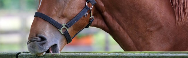 05 06 2014 Neuenhagen Brandenburg GER Pferd koppt an einem Holzzaun Pferd Koppen koppen ko 05.06.2014, Neuenhagen, Brandenburg, GER - Pferd koppt an einem Holzzaun. (Pferd, Koppen, koppen, koppt, Aufsetzkopper, Aufsatzkopper, Luft schlucken, Unart, Gew‰hrsmangel, Mangel, Langeweile, Koppelzaun, Zaun, Holzzaun, Holz, beissen, Z‰hne, Verbiss, Z‰hne, Gew‰hrsmangel) 853D050614NEUENHAGEN.JPG 05 06 2014 Neuenhagen Brandenburg ger Horse to a Wooden fence Horse Koppen Koppen Air swallow Bad habit Lack Boredom Koppel fence Fence Wooden fence Wood bite Teeth Browsing Teeth jpg 