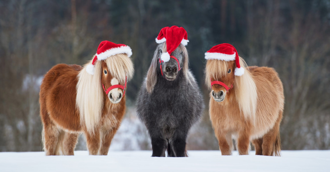 Three,Funny,Miniature,Shetland,Breed,Ponies,Dressed,In,Christmas,Santa 