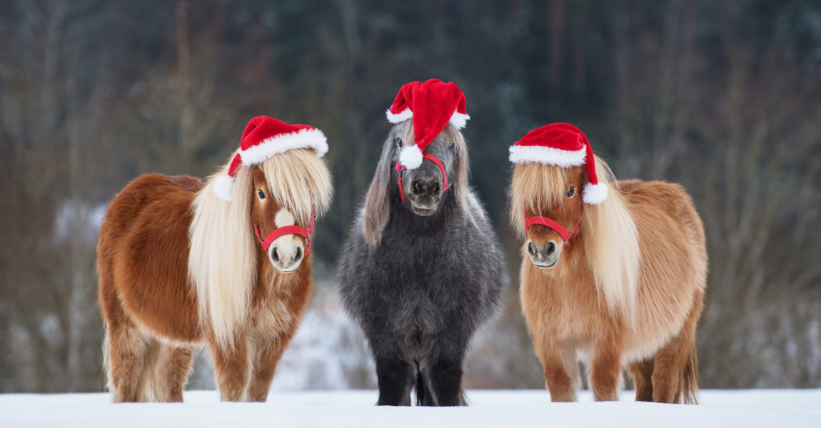 Three,Funny,Miniature,Shetland,Breed,Ponies,Dressed,In,Christmas,Santa 