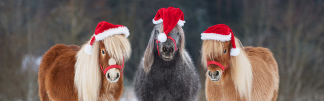 Three,Funny,Miniature,Shetland,Breed,Ponies,Dressed,In,Christmas,Santa 