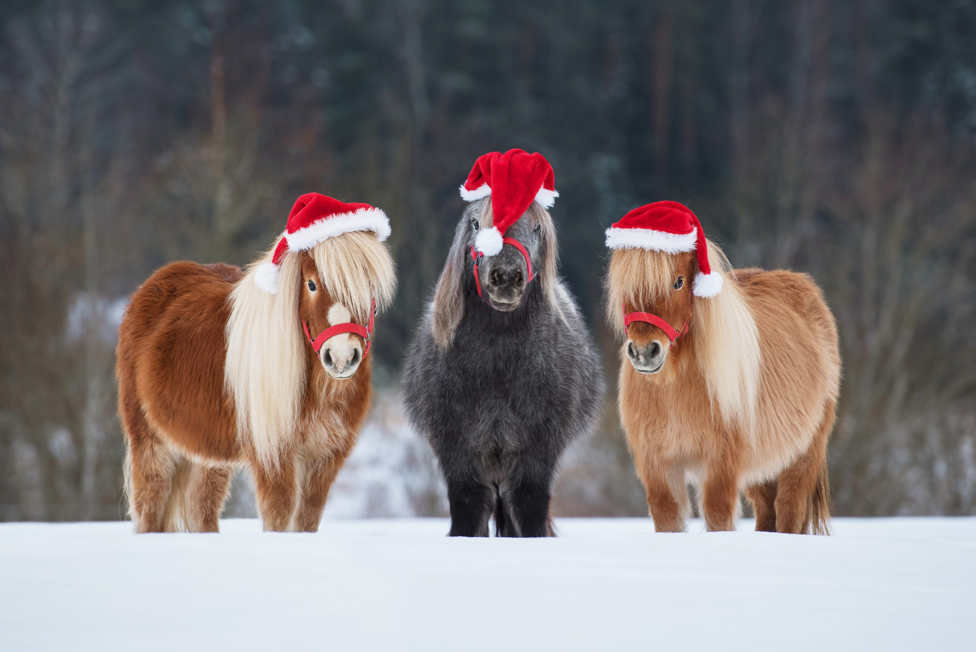 Frohe Weihnachten wünscht die Mein Pferd-Redaktion - Mein Pferd – Mein
