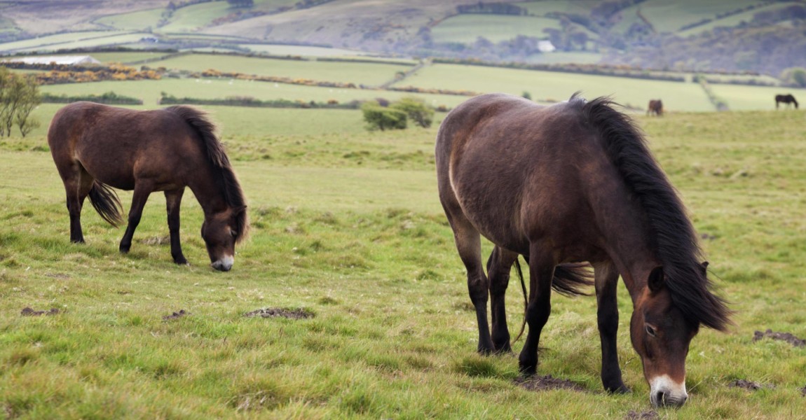 Wilde Exmoor Ponies Exmoor Nationalpark Devon England Großbritannien Europa Copyright imageBRO Wilde Exmoor-Ponies, Exmoor-Nationalpark, Devon, England, Großbritannien, Europa Copyright: imageBROKER/JürgenxWiesler ibxjwt04527118.jpg wild Exmoor Ponies Exmoor National Park Devon England UK Europe Copyright image broker JürgenxWiesler ibxjwt04527118 JPG Bitte beachten Sie die gesetzlichen Bestimmungen des deutschen Urheberrechtes hinsichtlich der Namensnennung des Fotografen im direkten Umfeld der Veröffentlichung! 