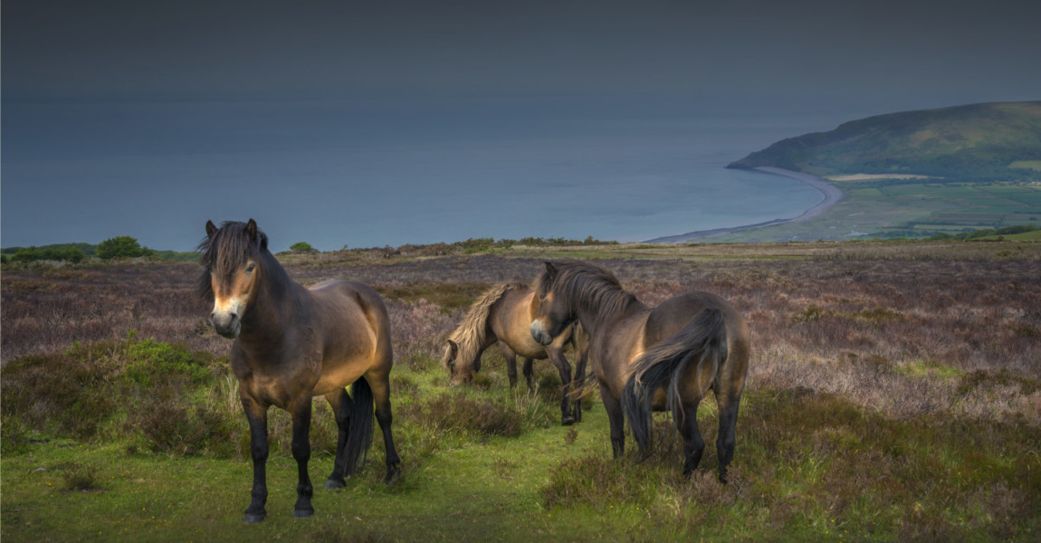 Exmoor ponies Wild ponies of exmoor National Park in north Devon England. 