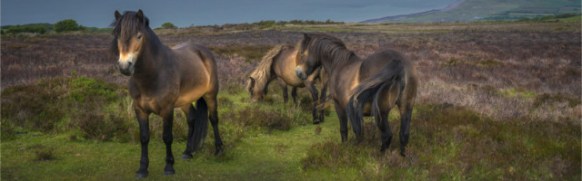 Exmoor ponies Wild ponies of exmoor National Park in north Devon England. 