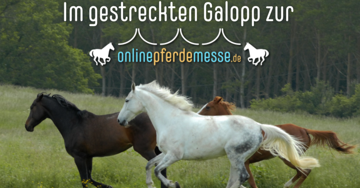 Im gestreckten Galopp zur Online Pferdemesse (Präsentation (43)) 