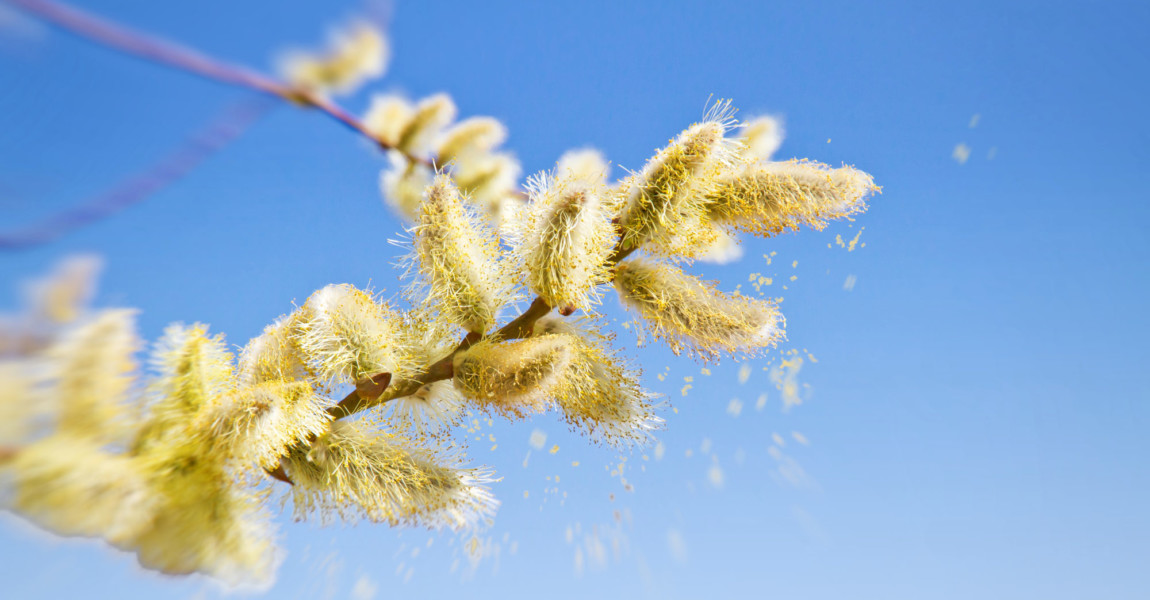 Pollen,Of,A,Catkin,In,Spring Pollen of a catkin in spring 