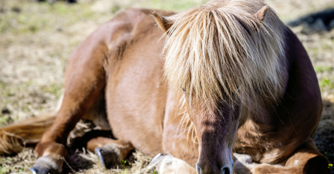 Icelandic horse closeup lying down in stable paddock in Iceland morning countryside rural farm valley in north by Akureyri Icelandic horse closeup lying down in stable paddock in Iceland morning countryside rural farm valley in north by Akureyri 