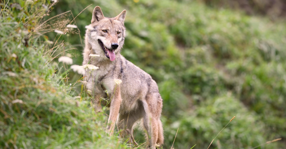 Gray,Wolf,Staying,In,A,Mountain,Meadow Gray wolf staying in a mountain meadow 