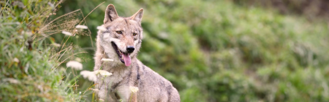 Gray,Wolf,Staying,In,A,Mountain,Meadow Gray wolf staying in a mountain meadow 
