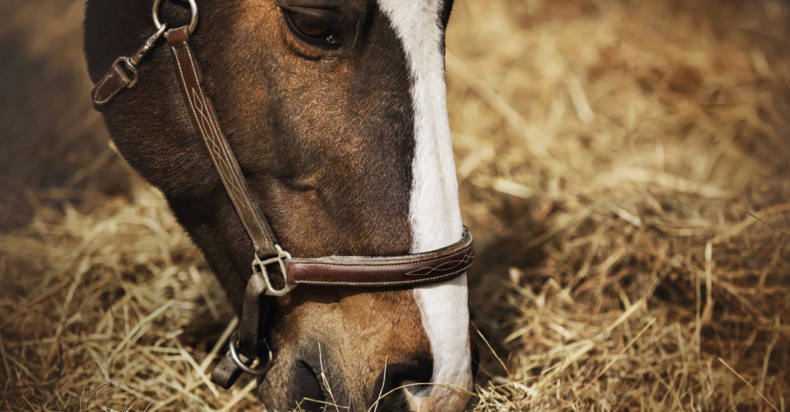 Portrait of a beautiful bay horse that eats dry harvested hay, i 
