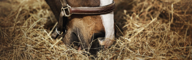 Portrait of a beautiful bay horse that eats dry harvested hay, i 