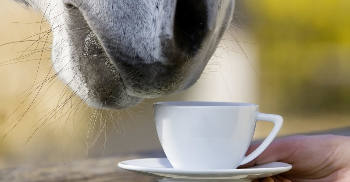 teatime - horse is smelling a cup of coffee A Horse that seem to be drinking or smelling a cup of coffee or tea. 
