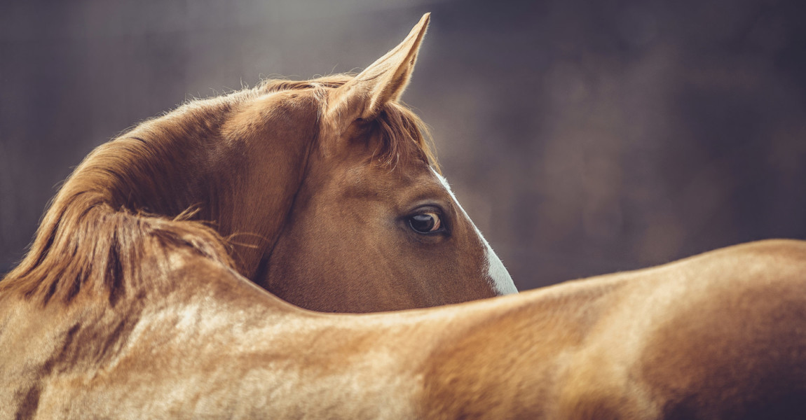 portrait of beautiful stunning chestnut budyonny gelding horse l 