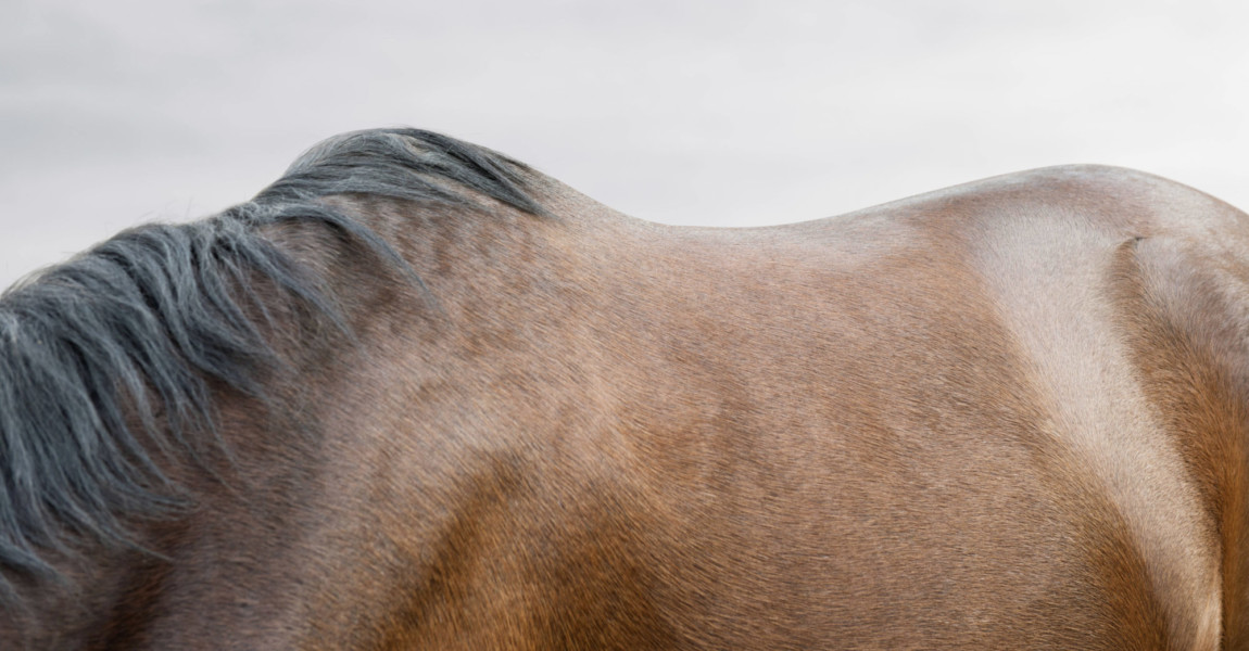 Close up of bay horse s back, 09.05.2014, Copyright: xMattxWalfordx animal,mane,horse,bay horse,one animal,brown,abstrac Close up of bay horse s back, 09.05.2014, Copyright: xMattxWalfordx animal,mane,horse,bay horse,one animal,brown,abstract,close-up,copy space,cropped,side view,shape,curve,simplicity,majestic,nature,anatomy,back,outdoors,day,nobody,overcast,part of,beauty in nature,animal themes,rump,May 2014 Release,Disciplines,Natural Science,Life Science,Biology,Anatomy ,Majestic,Simplicity,Brown,One Animal,No People,Part Of,Curve,Copy Space,Point Of View,Close-Up,Side View,Animal,Herbivore,Horse,Animal Body Part,Animal Back,Mane,Torso,Human Back,Buttocks,Symbol,Orthographic Symbol,Numeral,Weather,Overcast,Outdoors,Day,Abstract,Animal Themes,Nature,Beauty In Nature,Bay Horse,Cropped Ref:IS09AI2J6 
