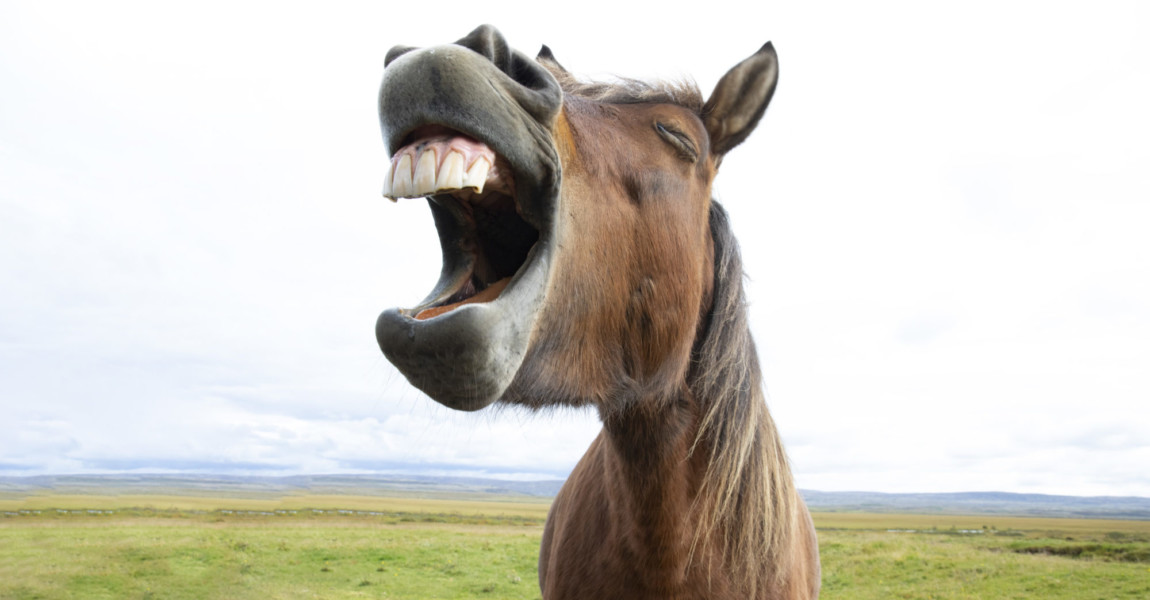 Horse Laughter 