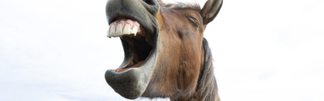 Horse Laughter 