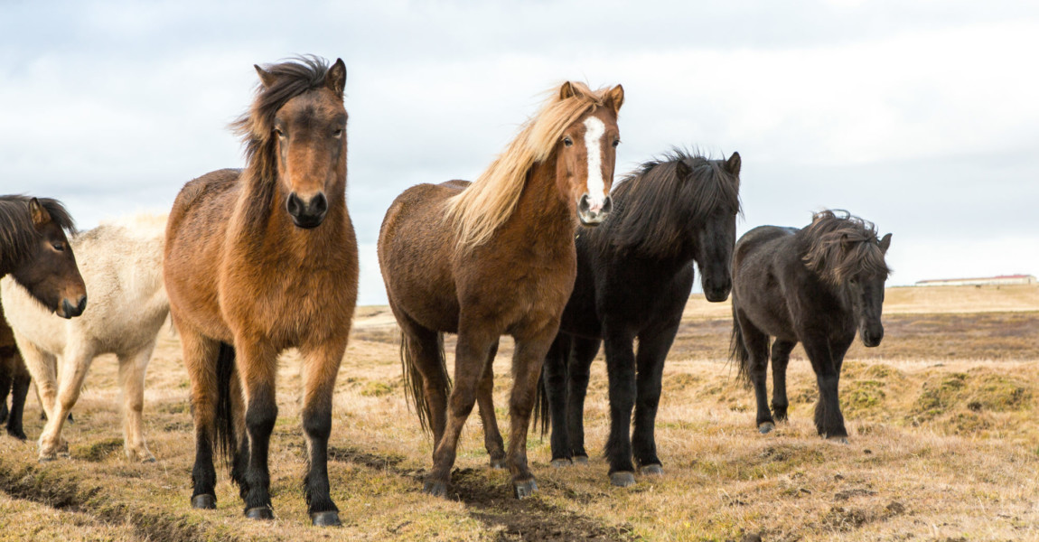 Icelandic,Horses.,Beautiful,Icelandic,Horses,In,Iceland.,Group,Of,Icelandic Icelandic Horses. Beautiful Icelandic horses in Iceland. Group of Icelandic horses standing in the field with mountain background. 