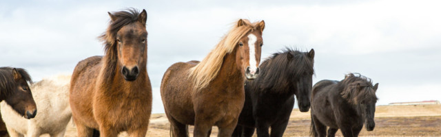 Icelandic,Horses.,Beautiful,Icelandic,Horses,In,Iceland.,Group,Of,Icelandic Icelandic Horses. Beautiful Icelandic horses in Iceland. Group of Icelandic horses standing in the field with mountain background. 