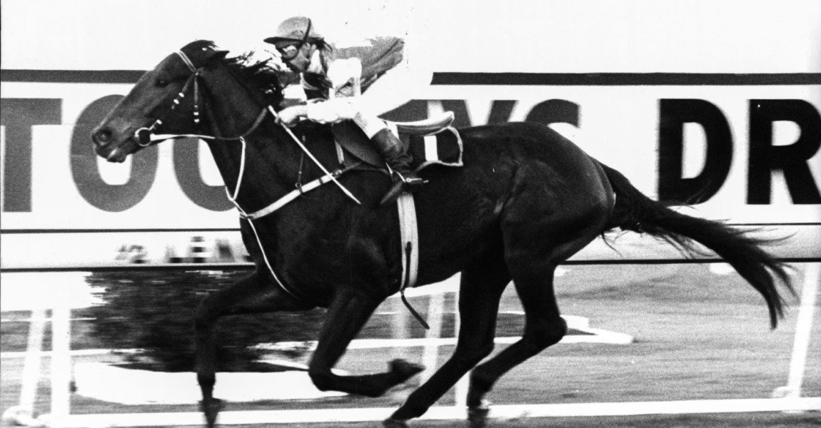 Rosehill Races: Race 8. Man O'War Handicap.0Finish - Dream Mascot. Rosehill Races: Race 8. Man O'War Handicap.0Finish - Dream Mascot. June 30, 1979. (Photo by Grant Peterson; Martin James Brannan; John M Manolato/Fairfax Media via Getty Images). 
