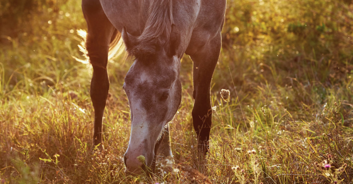 Grey,Horse,Grazes,In,The,Meadow,At,Sunset Grey horse grazes in the meadow at sunset 