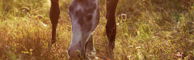 Grey,Horse,Grazes,In,The,Meadow,At,Sunset Grey horse grazes in the meadow at sunset 