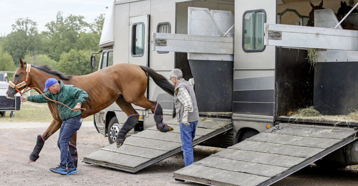 07.09.2019, Magdeburg, Sachsen-Anhalt, GER - Pferd springt beim Ausladen aus einem Transporter von der Verladerampe. Gal 07.09.2019, Magdeburg, Sachsen-Anhalt, GER - Pferd springt beim Ausladen aus einem Transporter von der Verladerampe. Galopprennbahn Magdeburg-Herrenkrug. auf Reisen, ausladen, aussteigen, Galopper, Galopprennpferd, LKW, Pferd, Pferdepfleger, Pferdetransport, Pferdetransporter, Rampe, Reise, Reisen, Rennpferd, Tiertransport, Transport, Transporter, Transporteur, transportieren, unterwegs, Verladerampe, springt, springen, eilig, Transportgamaschen, Gefahr, gefaehrlich, Gefahrensituation, Verletzungsgefahr 190907D087MAGDEBURG.JPG 07 09 2019, Magdeburg, Saxony Anhalt, GER horse jumps during unloading from a transporter from the loading ramp of the racecourse Magdeburg Herrenkrug on journeys, unload, get out, gallop, racing horse, truck, horse, groom, horse transport, horse transporter, Ramp, Journey, Travel, Racing, Animal transport, T 