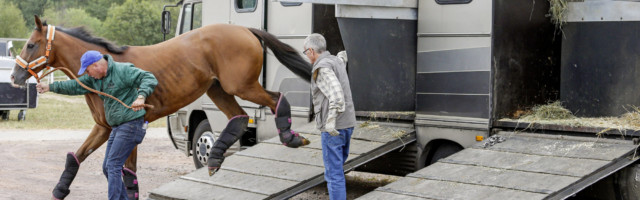 07.09.2019, Magdeburg, Sachsen-Anhalt, GER - Pferd springt beim Ausladen aus einem Transporter von der Verladerampe. Gal 07.09.2019, Magdeburg, Sachsen-Anhalt, GER - Pferd springt beim Ausladen aus einem Transporter von der Verladerampe. Galopprennbahn Magdeburg-Herrenkrug. auf Reisen, ausladen, aussteigen, Galopper, Galopprennpferd, LKW, Pferd, Pferdepfleger, Pferdetransport, Pferdetransporter, Rampe, Reise, Reisen, Rennpferd, Tiertransport, Transport, Transporter, Transporteur, transportieren, unterwegs, Verladerampe, springt, springen, eilig, Transportgamaschen, Gefahr, gefaehrlich, Gefahrensituation, Verletzungsgefahr 190907D087MAGDEBURG.JPG 07 09 2019, Magdeburg, Saxony Anhalt, GER horse jumps during unloading from a transporter from the loading ramp of the racecourse Magdeburg Herrenkrug on journeys, unload, get out, gallop, racing horse, truck, horse, groom, horse transport, horse transporter, Ramp, Journey, Travel, Racing, Animal transport, T 