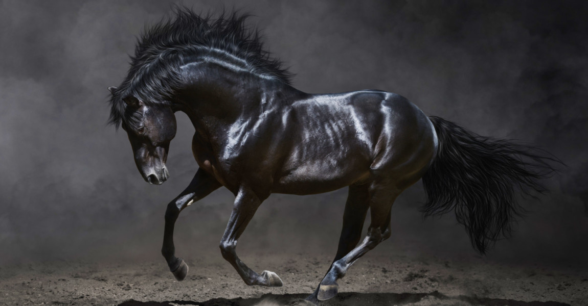 Galloping,Black,Horse,On,Dark,Background. Galloping black horse on dark background. 