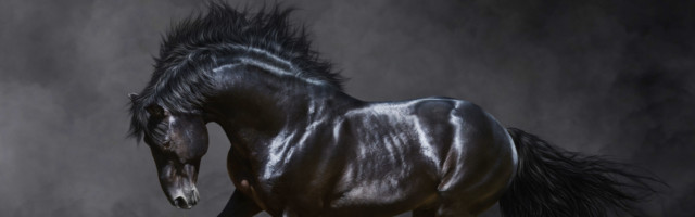 Galloping,Black,Horse,On,Dark,Background. Galloping black horse on dark background. 