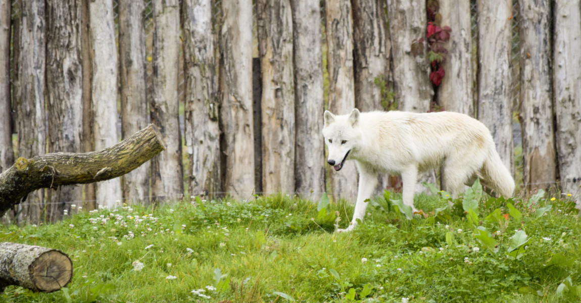 La marche du loup 