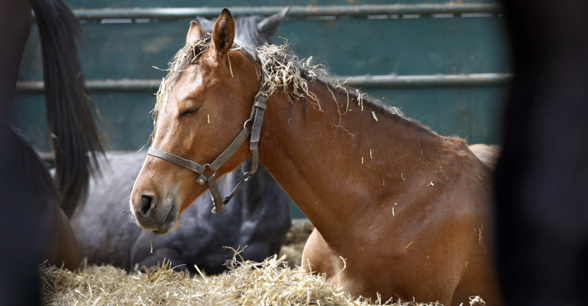 15 04 2018 Graditz Sachsen GER Pferd liegt im Laufstall im Stroh und schlaeft Gestuet Graditz 15.04.2018, Graditz, Sachsen, GER - Pferd liegt im Laufstall im Stroh und schlaeft. Gestuet Graditz. (Pferd, Haltung, Pferdehaltung, Stroh, liegen, liegt, ruhen, ausruhen, muede, Muedigkeit, Laufstall, Umrahmung, umrahmt, Rahmen, doesen, doest, schlafen, schlaeft, schlafend, schl‰ft, dˆsen, dˆst, m¸de, M¸digkeit) 180415D309GRADITZ.JPG *** 15 04 2018 Graditz Sachsen GER Horse lying in the playpen in the straw and sleeps Gestuet Graditz Horse Stance Horse keeping Stroh lie lies rest rest tired tired playpen frame framed frame doesen doest sleep sleep asleep sleeps doze doze tired tiredness 180415D309GRADITZ JPG 