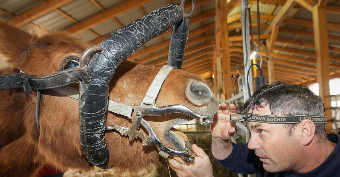 15.06. Bildnummer: 57108828 Datum: 30.11.2011 Copyright: imago/Steffen Schellhorn Pferdedentalpraktiker Frank Urbach aus Sangerhausen behandelt ein Pferd und schleift die Z‰hne ab Copyright Fotostory Gesellschaft Zahnarzt Pferd Pferde Tierarzt Pferdezahnarzt x0x xsk 2011 quer Aufmacher abschleifen Behandlungen Dentist herunterraspeln Horsedentist Kanten rundmachen K¸rzen der Schneidez‰hne Landtierarzt Landwirtschaft Pferd Pferde Pferdedentalpraktiker Pferdemedizin Pferdepflege Pferdezahnarzt Pferdezahnbehandlung Pferdez‰hne Pferdezahn Pferdezahnpflege Pferdezucht Tier Tiere Tierarzt Zahnbehandlung 57108828 Date 30 11 2011 Copyright Imago Steffen Schellhorn Frank Urbach out Sangerhausen treated a Horse and grind the Teeth from Copyright Photo Story Society Dentist Horse Horses Veterinarian Horse dentist x0x xSK 2011 horizontal Highlight scraping Treatments Dentist Edges Shortening the Incisors Country vet Agriculture Horse Horses Horse care Horse dentist Horse teeth Horse tooth Horses dental care Horse-breeding Animal Animals Veterinarian Dental treatment 