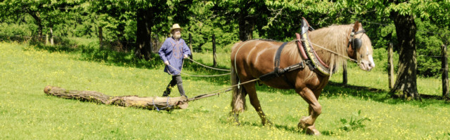 Schwarzw‰lder Fuchs, Kaltblut, Kaltblutpferd, Zugpferd, Holzr¸cken, traditionelle Ausr¸stung, Geschirr *** Black Forest Schwarzw‰lder Fuchs, Kaltblut, Kaltblutpferd, Zugpferd, Holzr¸cken, traditionelle Ausr¸stung, Geschirr *** Black Forest chestnut, coldblood, coldblood horse, draft horse, wooden back, traditional equipment, harness Copyright: imageBROKER/A.xSchmelzer iblsan05402126.jpg Bitte beachten Sie die gesetzlichen Bestimmungen des deutschen Urheberrechtes hinsichtlich der Namensnennung des Fotografen im direkten Umfeld der Verˆffentlichung! 