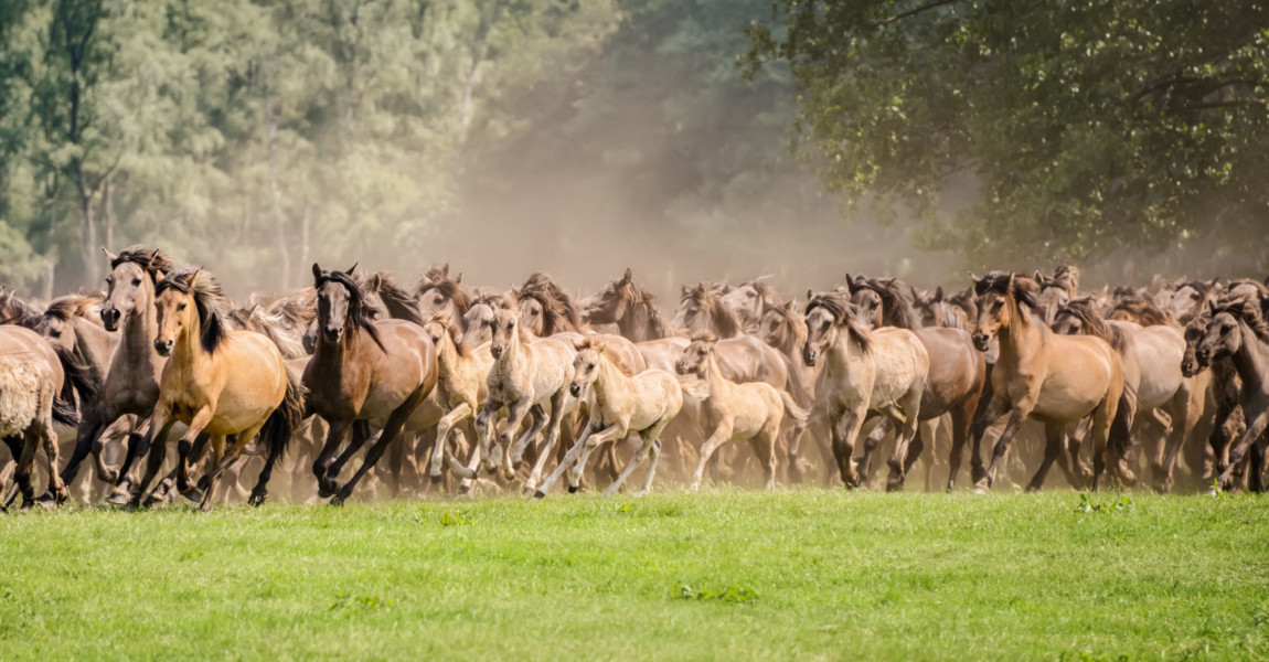 Herd,Of,Duelmen,Ponies,Mares,With,Foals,Running,Together,At 