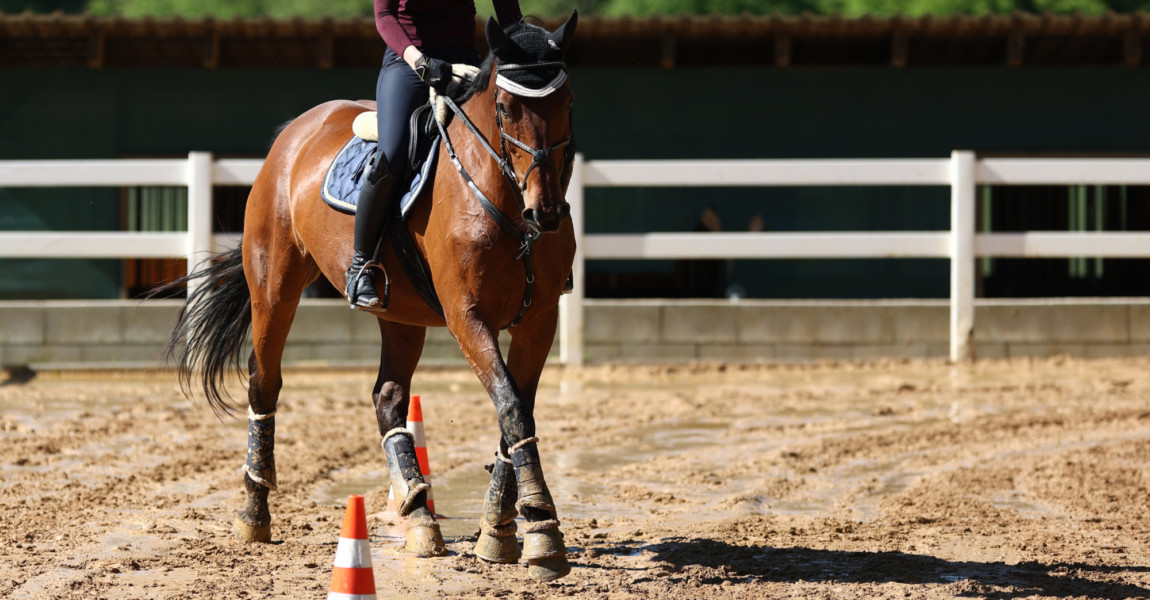 Horse doing ground work in serpentine lines around pylons, shot from the front in the turn. 