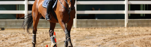 Horse doing ground work in serpentine lines around pylons, shot from the front in the turn. 